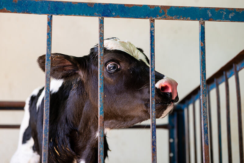 Ein Kalb, allein und weniger als 24 Stunden alt, schaut mit großen Augen aus dem isolierten Stall heraus