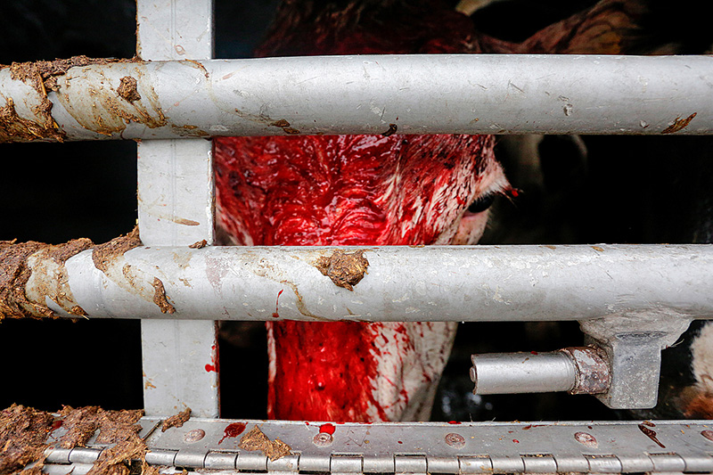 Eine Kuh mit einem blutüberzogenen Gesicht schaut hinunter, während sie in einem Transportwagen steht