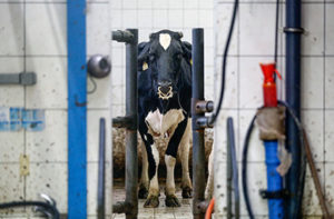 Eine Kuh mit abgeschnittenen Hörnern und einem spitzen Nasenring gegen das Säugen schaut durch einen Spalt in einer Wand