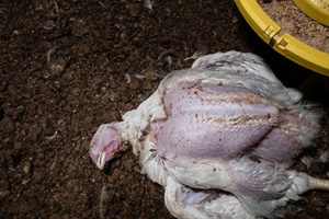Ein totes Huhn liegt auf einem Stallboden neben einer Futterstation