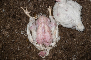 Ein totes Huhn liegt auf dem Boden neben anderen lebenden Hühnern