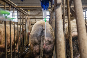 Ein Landwirt führt einen Einweg-Besamungsstab in die Gebärmutter einer Sau ein