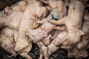 Ein Haufen toter Ferkel liegt auf dem Boden eines Müllcontainers