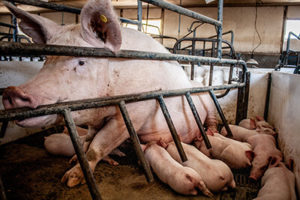 Eine Sau sitzt in einer schmalen Abferkelkiste, während sie ihre Ferkel säugt