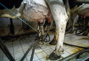 Mit Kot überzogene Melkbecher einer Melkmaschine extrahieren Milch aus dem Euter einer Kuh