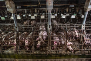 Reihen von Sauen müssen in Trächtigkeitskästen leben