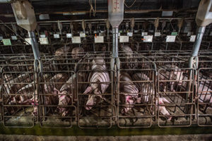 Reihen von Sauen müssen in Trächtigkeitskästen leben