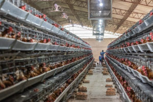 Arbeiter sammeln Eier von Legehennen in Batteriekäfigen