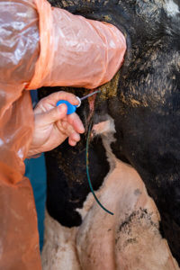 Ein Tierarzt schiebt seine Hand in das Rektum einer Milchkuh, während er eine künstliche Besamungspistole in ihre Vagina einführt