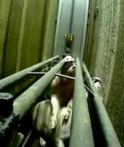 Schweinebetäubung mit CO2 in Kuhlbach