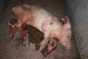 Schwer verletztes Ferkel, Alb Donau Kreis