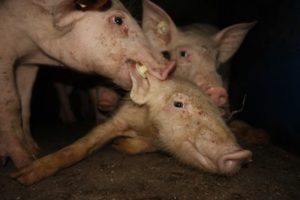 Kannibalismus in Schweinezucht in Rottweil