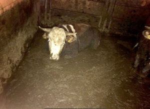 Rind in überfluteter Mastbucht in Ludwigsburg
