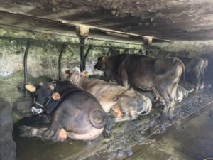 Anbindehaltung im Allgäu, Quelle: SOKO Tierschutz