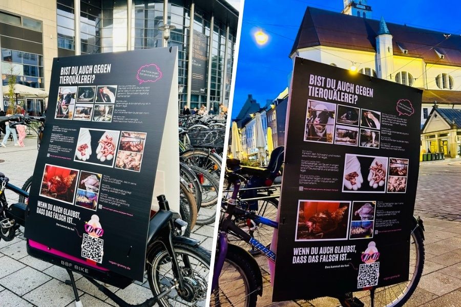 Radplakate gegen Tierqual: Vegane Aktion in Augsburg