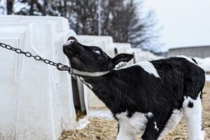 Kälbchen in Mastbox: 700.000 Kälbchen werden pro Jahr von Deutschland in die Niederlande wegen der dortigen niedrigeren Tierhaltungsstandards transportiert, um dort gemästet und getötet zu werden. (weanimalsmedia.com)