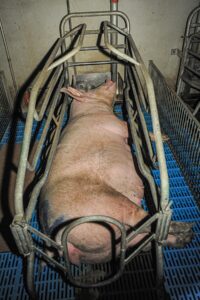 Sau in einem sogenannten Kastenstand, in dem sie legal vor und nach der Geburt ihrer Ferkel wochenlang eingesperrt sein darf
