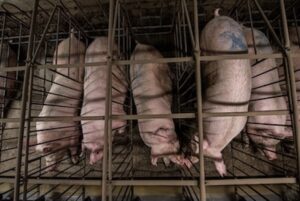 Schweine werden in der Massentierhaltung für ihr Fleisch ausgebeutet.