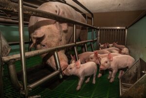 Sau in einem sogenannten Kastenstand, in dem sie legal vor und nach der Geburt ihrer Ferkel wochenlang eingesperrt sein darf. Ihre Ferkel kann sie kaum berühren.