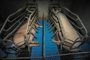 Schweine werden in der Massentierhaltung für ihr Fleisch ausgebeutet.