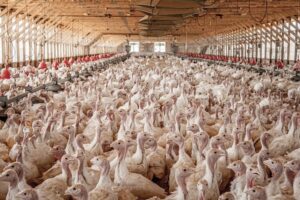 Kurz vor dem Schlachtalter werden Puten auf einer Massenfarm in Chile dicht gedrängt gehalten. (We Animals Media 2012)