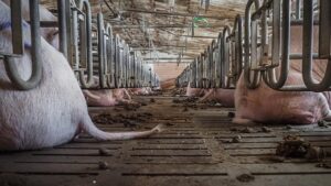 Schweine in einem Stall der Massentierhaltung mit Spaltenböden