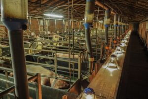 Schweine in einem Stall der Massentierhaltung