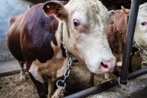 Kühe werden für ihre Milch oder ihr Fleisch in der Massentierhaltung ausgebeutet.