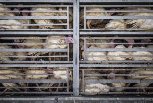 Eine Pute schaut durch die Gitter eines Transportlastwagens, der dicht mit Vögeln gefüllt ist. Die Tiere haben keinen Platz, um sich zu bewegen, was den Stress und das Unbehagen während des Transports verstärkt. Polen, 2020. (We Animals Media)