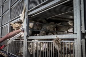 Ein Truthahn flattert und kämpft verzweifelt um die Flucht, während ein Arbeiter ihn gewaltsam in einen Käfig auf einem Transportlaster wirft. Die grobe Behandlung versetzt die Vögel in Stress, sodass sie in Panik geraten und sich gegen die Einsperrung wehren. Polen, 2020. (weanimalsmedia.com)
