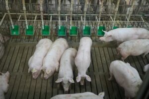 Ferkel in einer Bucht, einem Schweinestall mit Spaltenböden