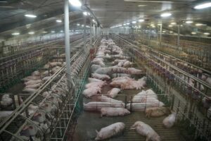 20.000 Schweine in Düben bei Coswig, Sachsen-Anhalt, bei lebendigem Leib verbrannt