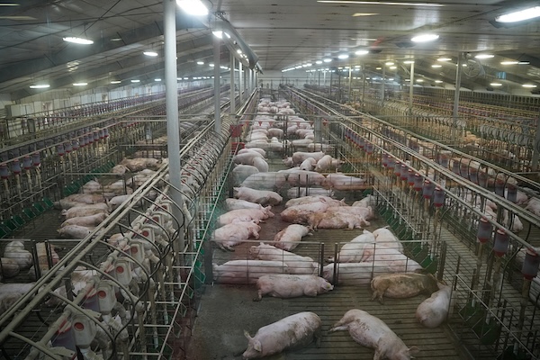 20.000 Schweine in Düben bei Coswig, Sachsen-Anhalt, bei lebendigem Leib verbrannt