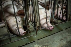 Sauen in einem Kastenstand in einer "breeding facility" in Quebec, Kanada