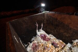 Ein Ermittler beleuchtet einen Müllcontainer, der mit Eiern und toten Tieren auf einer industriellen Putenfarm gefüllt ist. Kanada, 2020 (We Animals Media)