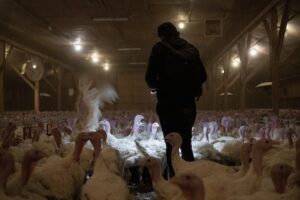 Ein Mitglied eines Teams aus Ermittlern und Filmemachern dokumentiert die Tiere und die Bedingungen in einer Putenfabrikfarm. Kanada, 2020. (weanimalsmedia.com)