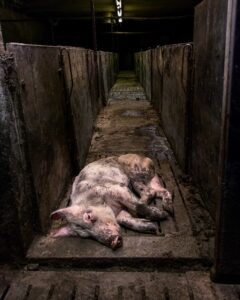 Totes Schwein im Stall