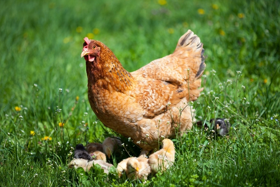 Buddhistische Parabel: Aber das Huhn sieht es