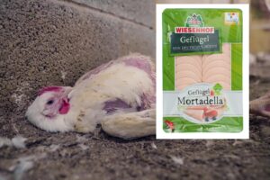 Wiesenhof Skandal: Tierquälerei trotz Tierwohl-LabelBlogbeitragsbilder