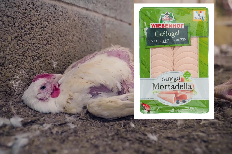 Wiesenhof Skandal: Tierquälerei trotz Tierwohl-LabelBlogbeitragsbilder